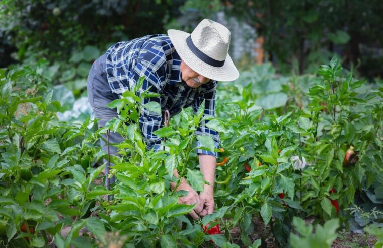 Créez votre propre jardin thérapeutique pour apaiser votre esprit