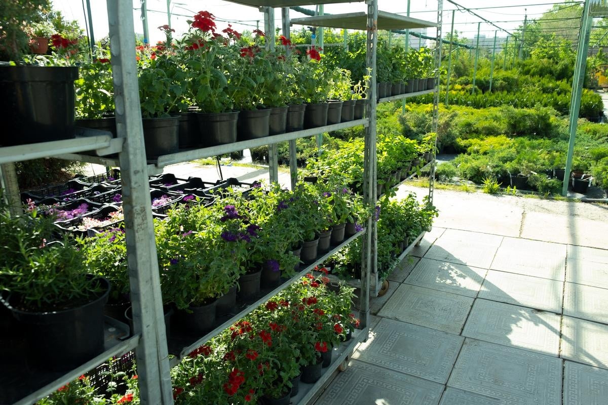 Terrasse végétalisée : Les plantes idéales pour un jardin accueillant