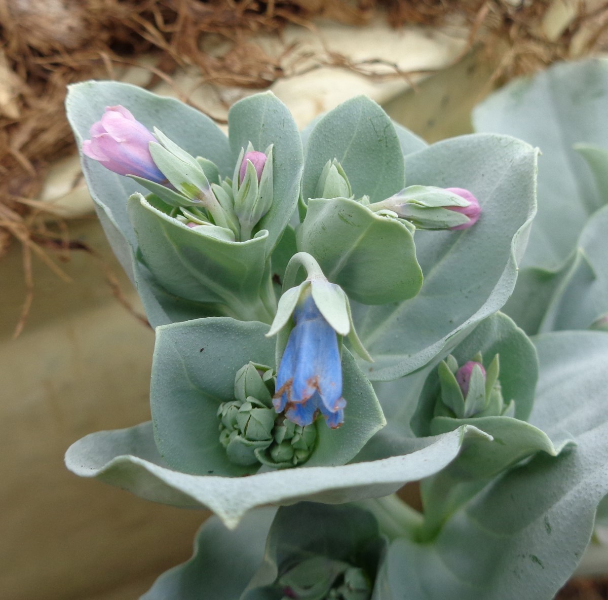 Cultiver la mertensia maritima