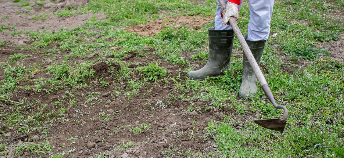 Stratégies de désherbage ciblé : élimination efficace du lierre