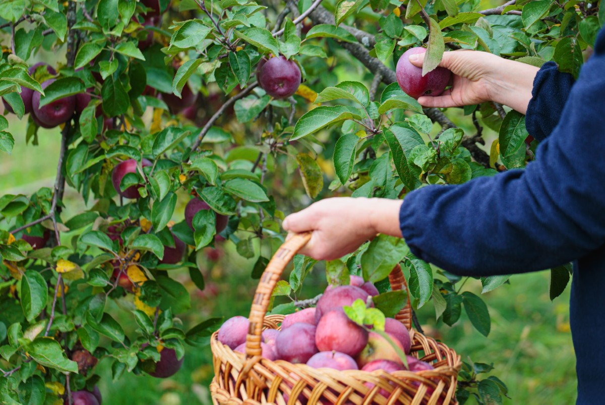 arbres-fruitiers