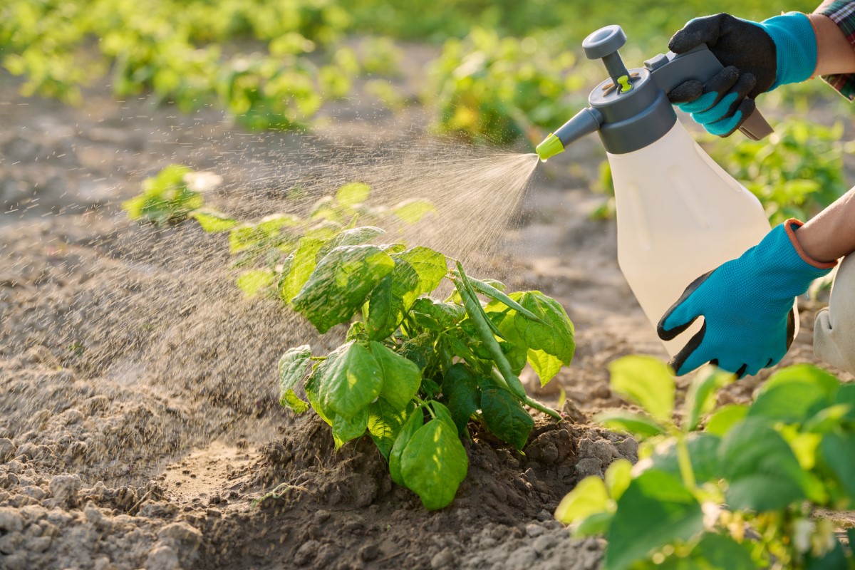 choisir un desherbant écologique performant pour votre jardin