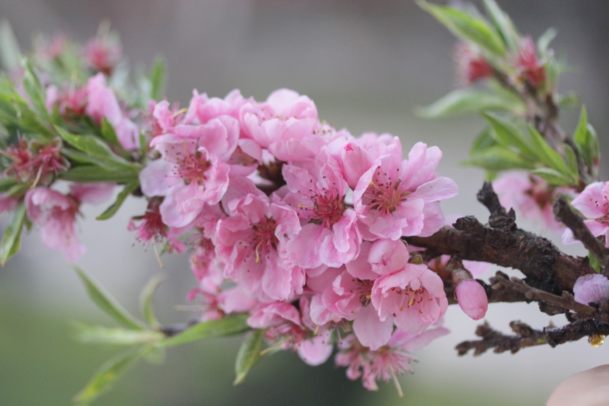 Les raisons derrière l’éclat de la floraison des cerisiers au Japon cette saison