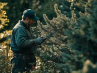 Comment tailler un sapin : les secrets des jardiniers expérimentés